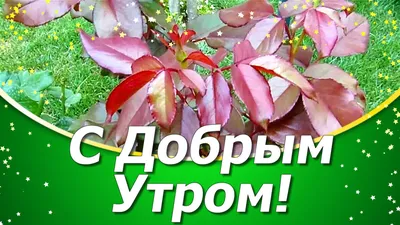 Доброе Утро Хорошей Среды! | Мультяшные Поздравления | Дзен