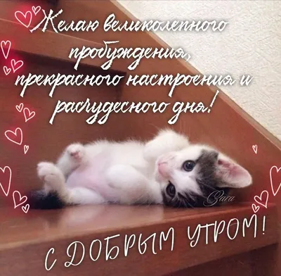 Великолепного Вам пробуждения! | Кошечка, Милые животные, Доброе утро