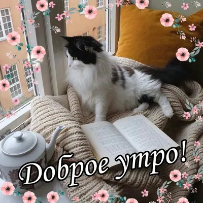 Милые рыжики 🐱. | Доброе утро, Кошки, Кошечка