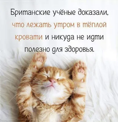 Любимый котик - 72 фото