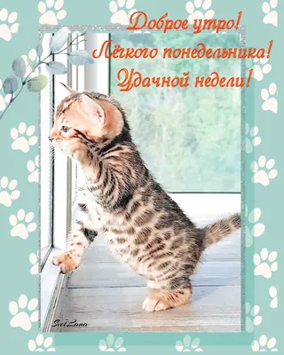 доброе утро котенок | Котенок, Котята, Милые котики