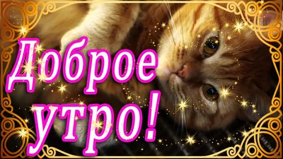 Доброе утро пичка | Мемы, Милые тексты, Кошачьи лапы