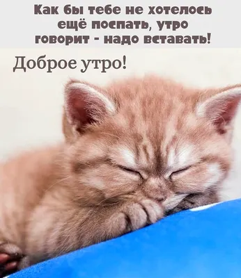 Открытка доброе утро котик - 77 фото