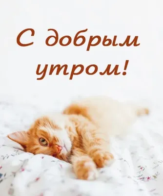 Доброе утречко | Милые котики, Милые тексты, Кошачьи цитаты