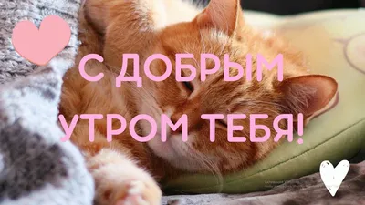 Постер "Доброе утро, котёнок"