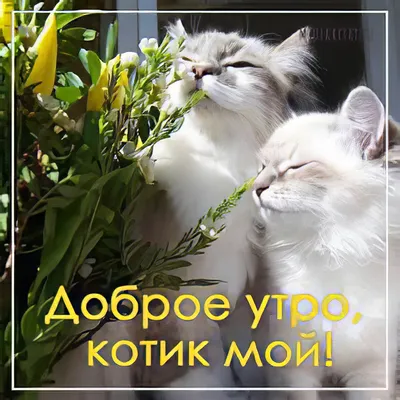 Открытка доброе утро котик - 77 фото