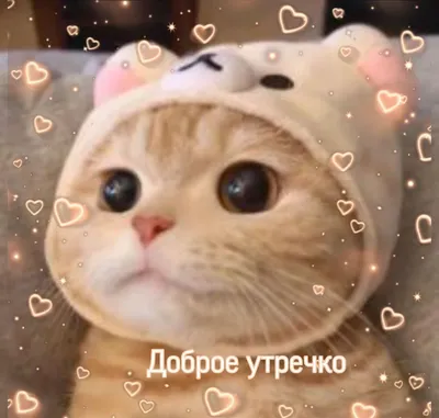 котик #доброеутро #пикчи #пикчискотами #разное #кот #сохраненки #cat  #goodmo #hearts #котенок #любовь #сердечки #утречко #добро… | Cute cats,  Cat memes, Cute words