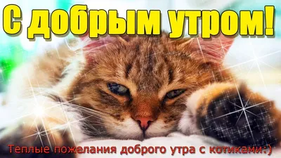 Кот Снежулик | Доброе утро 😂 Поспим в другой раз 😂 Смешные котики | Дзен