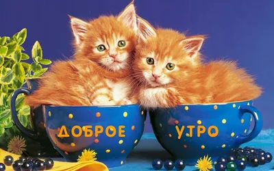 Видеооткрытка С Добрым Утром и Хорошим днём! / Музыкальная открытка с котами  / Картинки котиков с пожеланиями