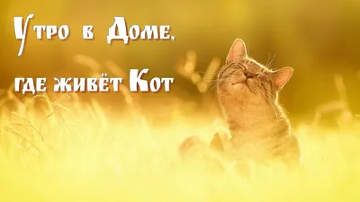 котик #доброеутро #пикчи #пикчискотами #разное #кот #сохраненки #cat  #goodmo #hearts | Милые сообщения, Милые тексты, Веселые мемы