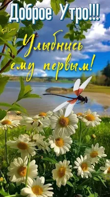 ДОБРОЕ УТРО, 🌸💐🌞🌿🌸 ЛЕТО! | Доброе утро, Радужные розы, Простые  цветочные композиции