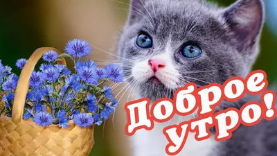 Открытка - милый котик и пожелание на утро