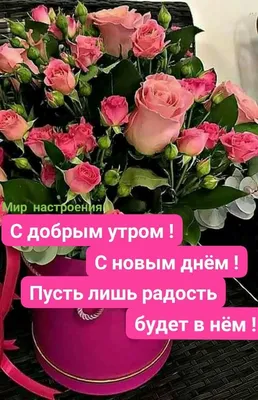 доброе утро мамулечка и папулечка｜Búsqueda de TikTok