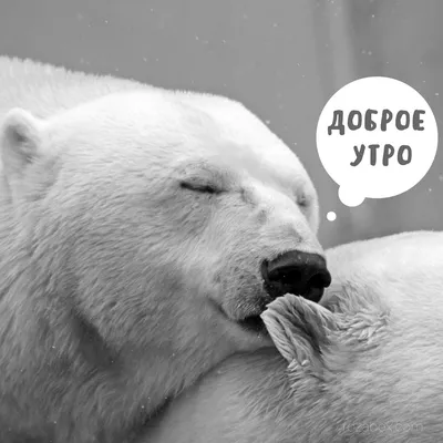Доброе утро любимая картинки с медвежонком - 62 фото
