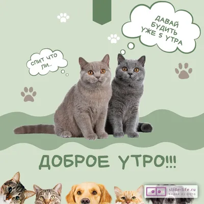 Открытка доброе утро с котом | Очаровательные котята, Котята, Кот