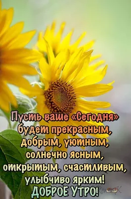 Просыпайся! Весь мир ждёт твоей невероятной улыбки! Доброе утро! — Скачайте  на 