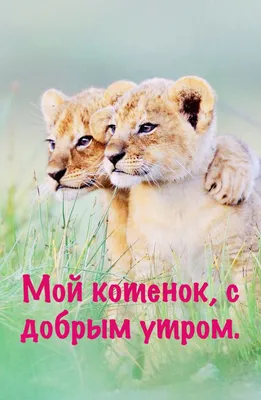 Pin by Татьяна on Пожелания, поздравления | Animals wild, Wildlife animals,  Wild lion