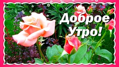 Открытки доброе утро на турецком языке - 77 фото