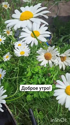 Доброе утро! ☀️☕️Яркие воспоминания о золотой осени на даче!🏠😍🍁🌸🍂🌸🍁🌸🍂  | Instagram