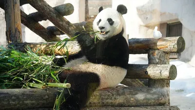 Имеет право»: Московский зоопарк показал, как панда Жуи отдыхает в  пятничное утро