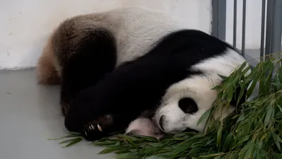 Видео: как панда Диндин заботится о маленькой дочке