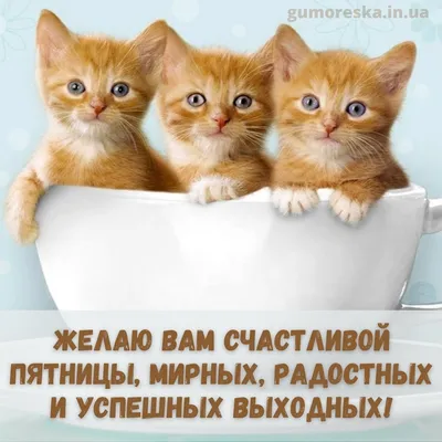 Милая открытка «Добрейшего вам утра пятницы!» • Аудио от Путина, голосовые,  музыкальные