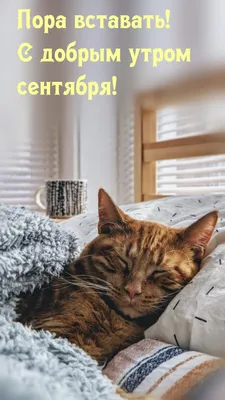 Утро☀️🐈День | Доброе утро, Счастливые картинки, Кошачьи цитаты