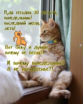 С понедельником😊☺🙃 | Смешные открытки, Веселые картинки, Смешные  высказывания