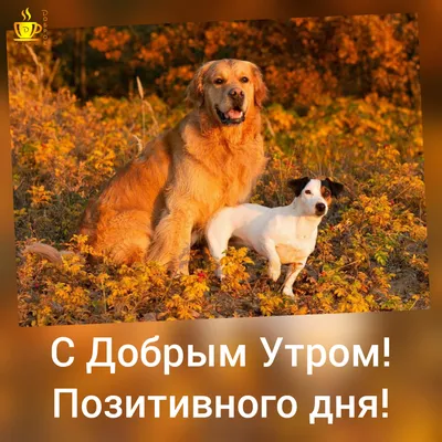 Доброе утро ! Хорошего дня и позитивного настроения!