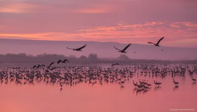 Доброе утро ☀️ Пейзаж, горы, лес, …» — создано в Шедевруме