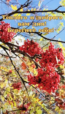 Пин от пользователя Лариса на доске доброе утро хорошего дня | Доброе утро,  Картинки, Открытки