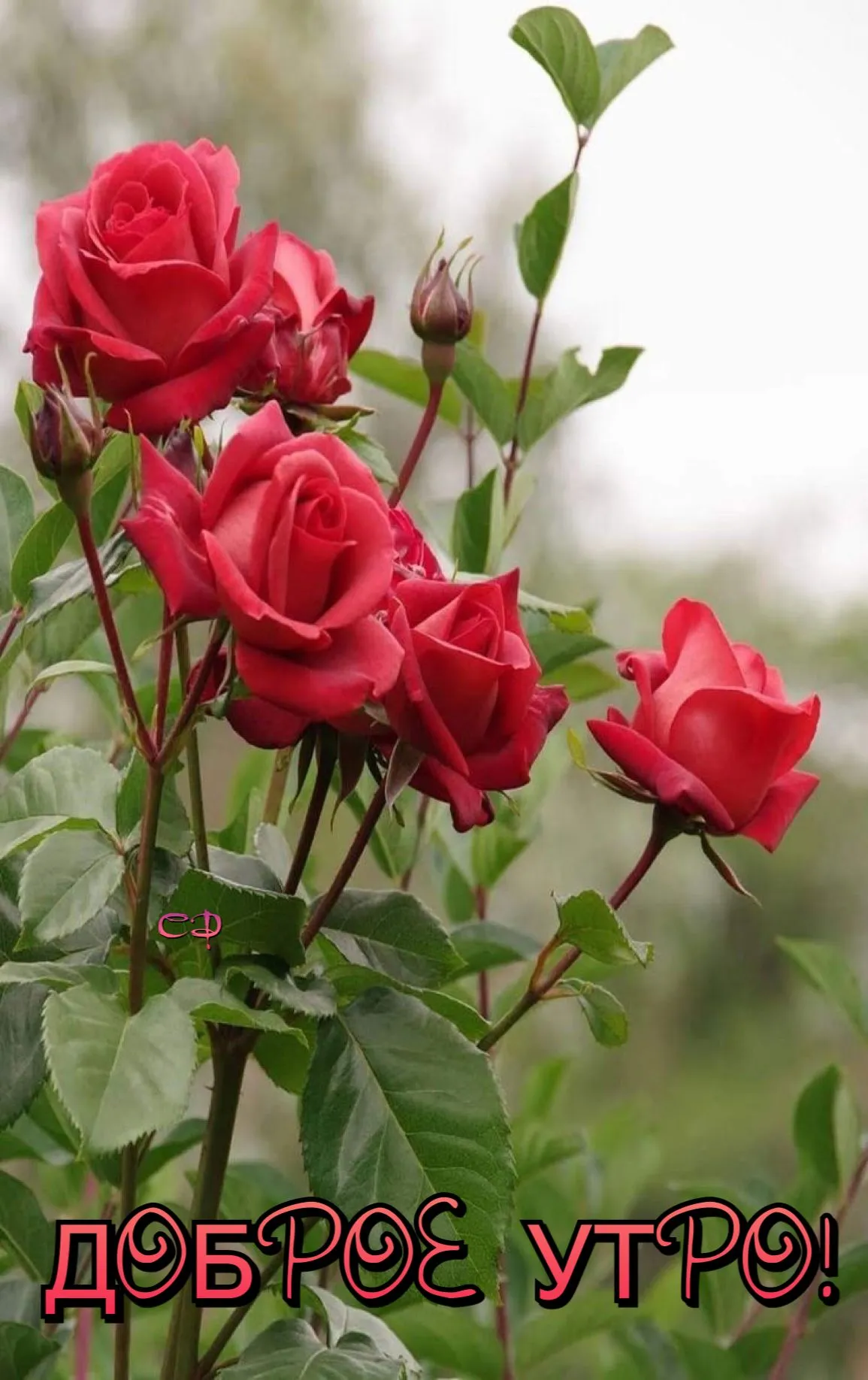 Открытки доброе утро с розами - 71 фото
