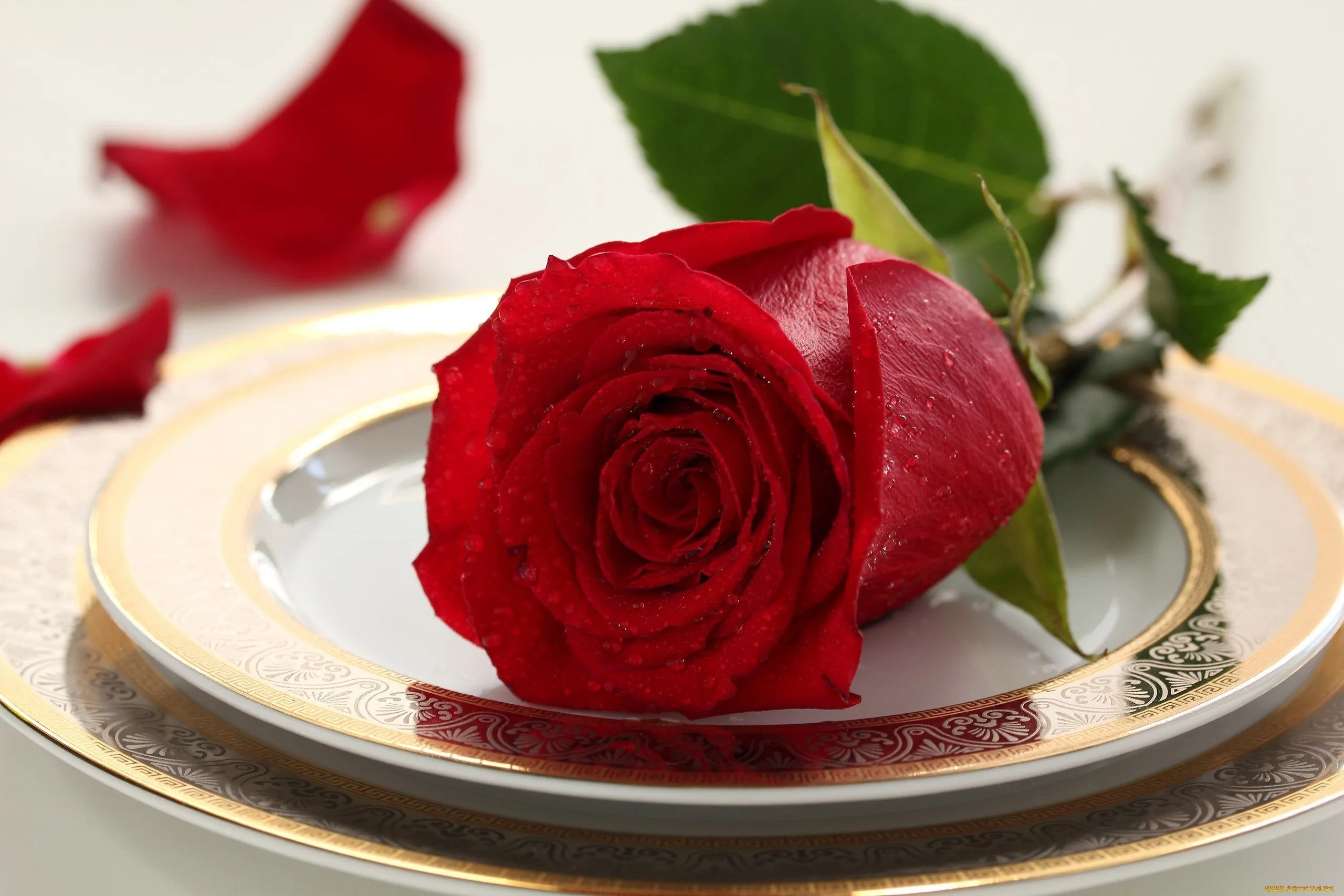 Картинки добрый день с розами (45 фото) » Красивые картинки, поздравления и  пожелания - 