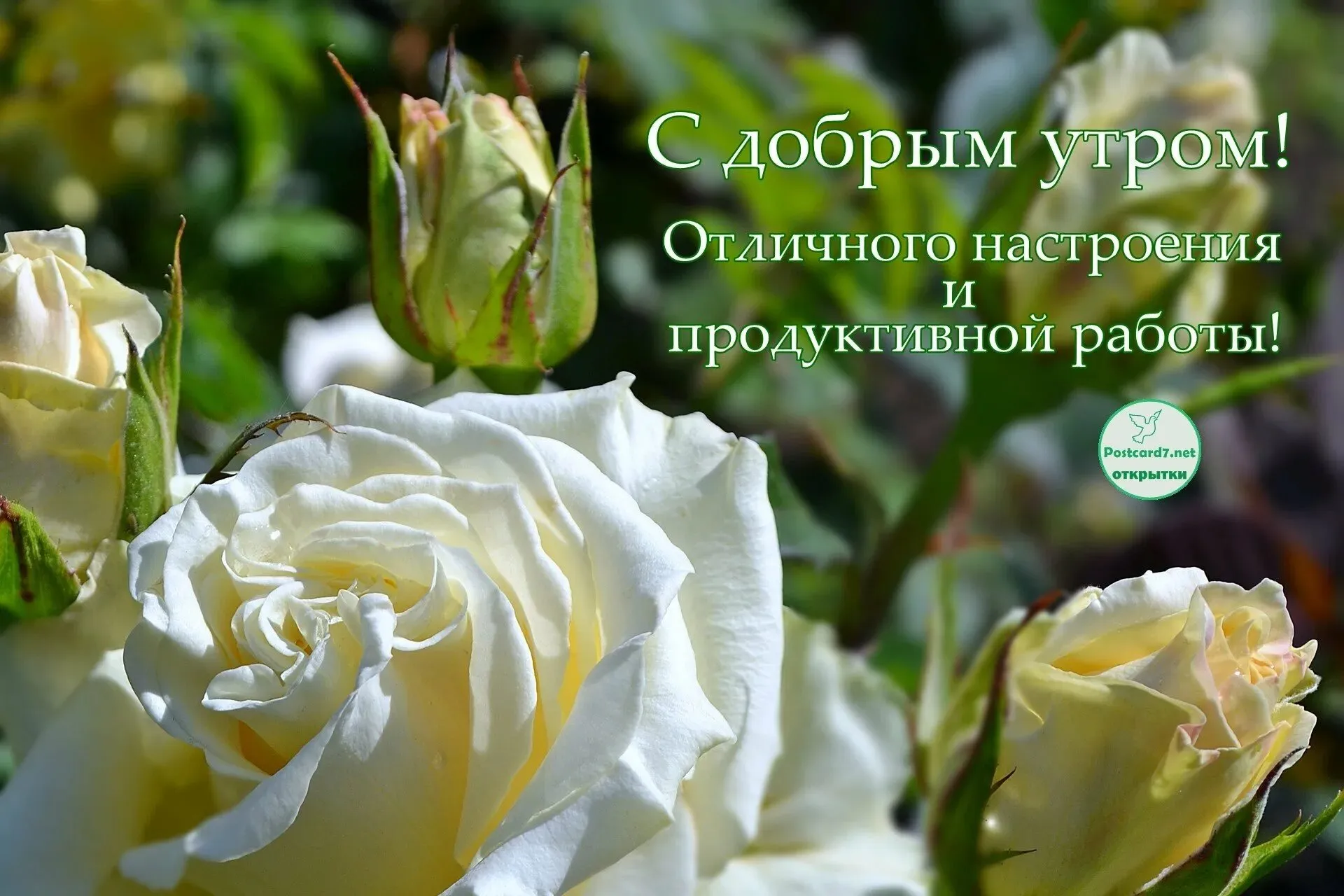 Пин от пользователя Оксана Не узнаешь на доске Доброе утро | Радужные розы,  Красивые розы, Цветы на рождение