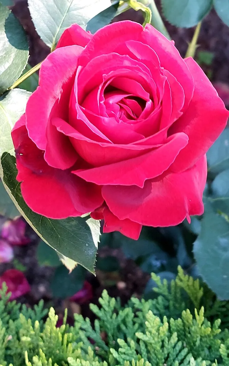 Доброе утро розы картинки новые - 69 фото