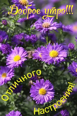 ДОБРОЕ УТРО! 🍁🌺🍂💐🍂🌺🍁 УДАЧНОГО ДНЯ! 💗 СЕНТЯБРЬ! 🍁 | Aster flower,  Flower identification, Summer flowers garden