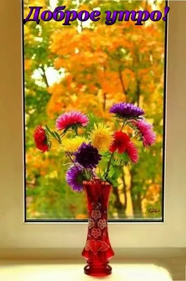 Утренний кофе и белые астры | Good morning coffee, Good morning cards, Good  morning flowers