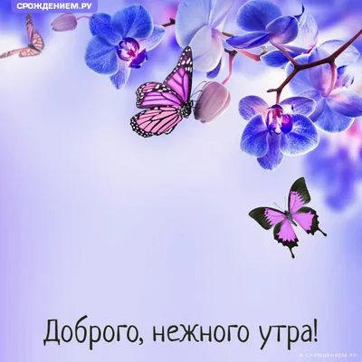 Картинка "Доброго нежного утра!" с бабочками • Аудио от Путина, голосовые,  музыкальные