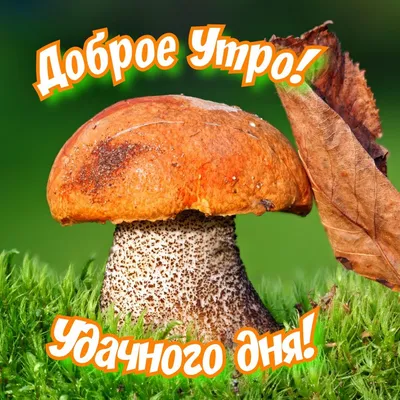 доброе утро в 2023 г | Грибы, Овощи, Дикие грибы