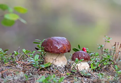 Осенние открытки с грибами - фото и картинки 