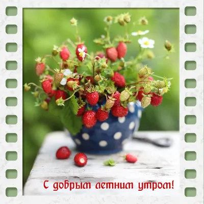 Картинка с ягодами: "Спешу пожелать доброго летнего утра и весёлого  настроения" • Аудио от Путина, голосовые, музыкальные