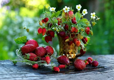 Pin by Светлана on Доброе утро | Fruit garden, Fruit, Raspberry