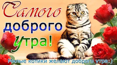 Доброе утро! / животные реактора :: подобранец :: котэ (прикольные картинки  с кошками) / смешные картинки и другие приколы: комиксы, гиф анимация,  видео, лучший интеллектуальный юмор.