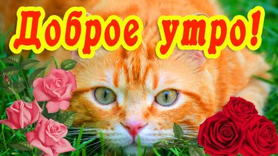 🐱 МИЛЫЕ КОТИКИ ХОТЯТ ПОЖЕЛАТЬ ВАМ ДОБРОГО УТРА 🐱САМОГО ДОБРОГО УТРЕЧКА  🐱ОТЛИЧНОГО ВСЕМ НАСТРОЕНИЯ 🐱 - YouTube