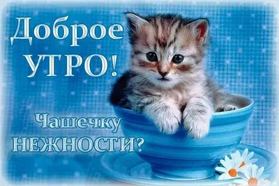 Стихи! Доброе июльское утро! Открытки с котятами! Котята, котики! С добрым  утром, друзья! Отличного июля! Стихотворение июльское! В… | Котята, Доброе  утро, Открытки