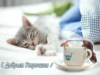 ТОП №1 прикольных картинок с котами и кошками | MORIMORCI | Дзен