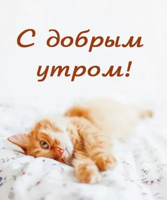 🌞ДОБРОЕ УТРО! КОТИКИ 🌞 ДОБРОГО УТРА 🌞 ДОБРОЕ УТРО / С ДОБРЫМ УТРОМ / ДОБРОЕ  УТРО КАРТИНКИ🌞 - YouTube