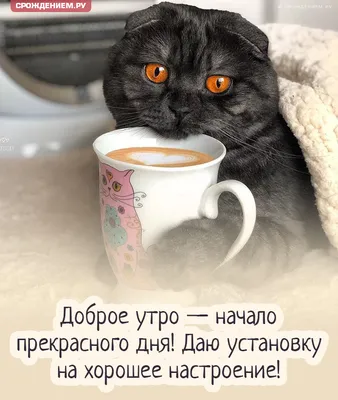 Открытка "С добрым утром" с вислоухим котиком и кружкой кофе • Аудио от  Путина, голосовые, музыкальные