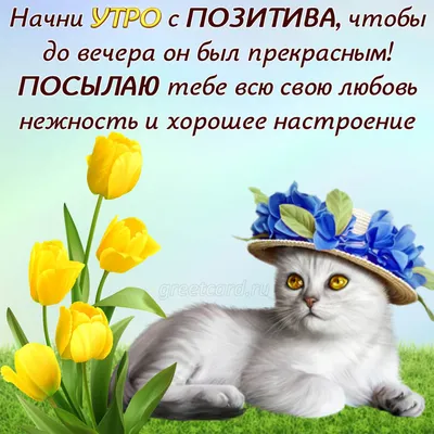 Картинка "Замурчательного настроения, с добрым утром!" с милым котиком •  Аудио от Путина, голосовые, музыкальные