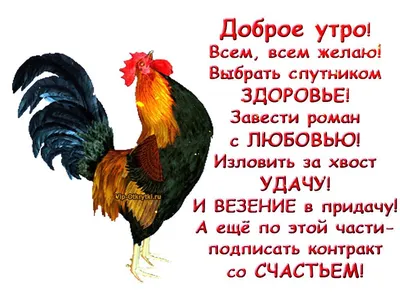 Pin by Gulnara on ДОБРОЕ УТРО ! Привет !☕☕ | Rooster, Animals